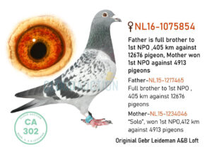 16-1075854-1